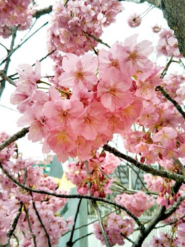 f:id:nonamed:20170330203208j:plain