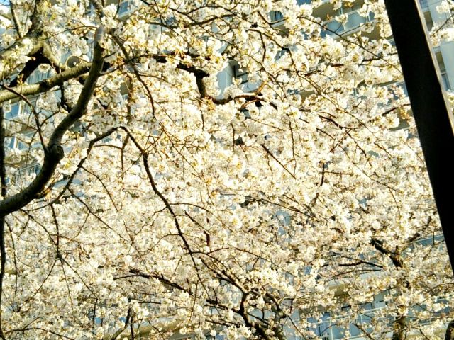 f:id:nonamed:20170406000901j:plain