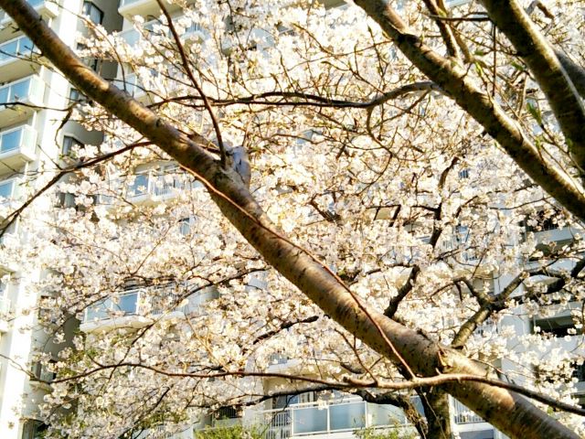 f:id:nonamed:20170406000933j:plain