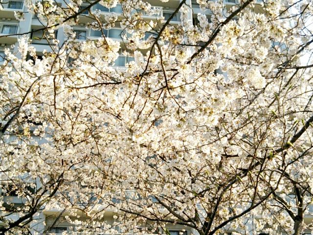 f:id:nonamed:20170406001022j:plain