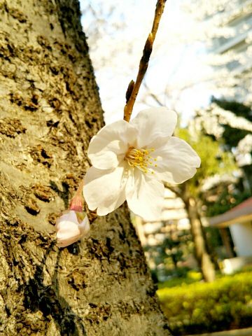 f:id:nonamed:20170406001321j:plain
