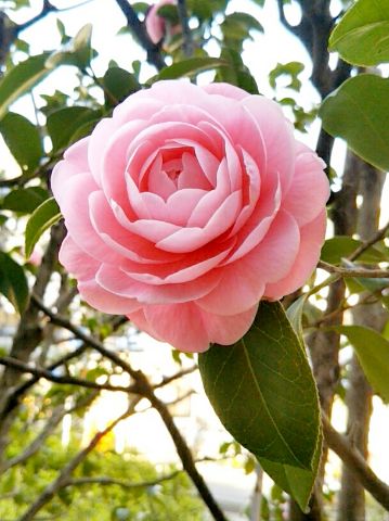 f:id:nonamed:20170406064913j:plain