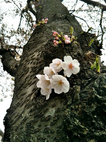 f:id:nonamed:20170409191510j:plain