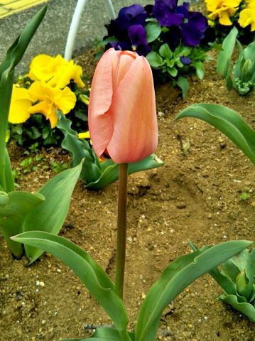 f:id:nonamed:20170409191751j:plain