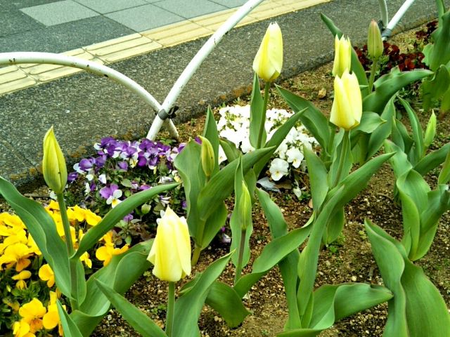 f:id:nonamed:20170409191840j:plain
