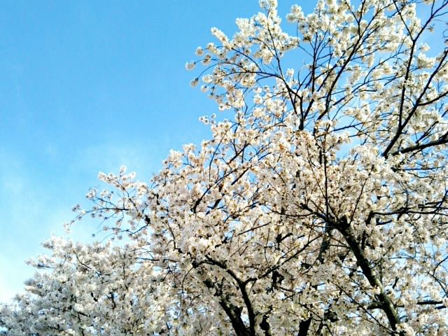 f:id:nonamed:20170417075630j:plain