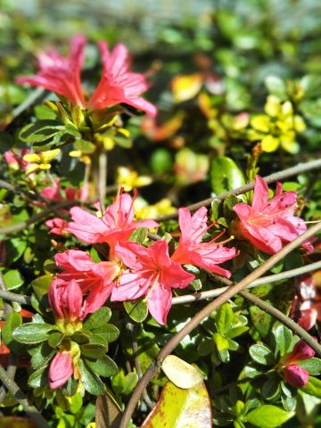 f:id:nonamed:20170417075936j:plain