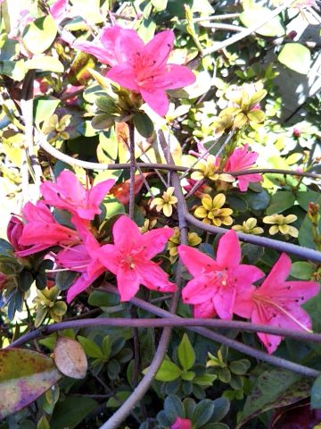 f:id:nonamed:20170417080028j:plain