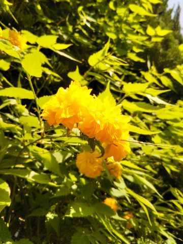 f:id:nonamed:20170419154226j:plain