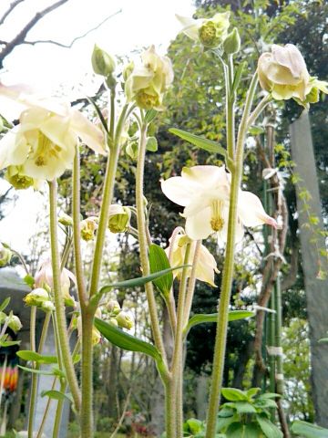 f:id:nonamed:20170423224205j:plain