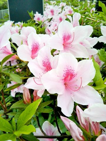 f:id:nonamed:20170428205008j:plain