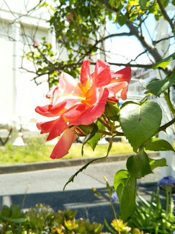 f:id:nonamed:20170505123036j:plain