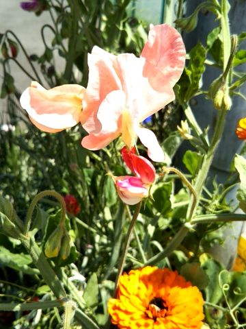 f:id:nonamed:20170505123129j:plain