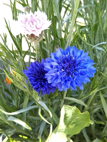 f:id:nonamed:20170505123238j:plain