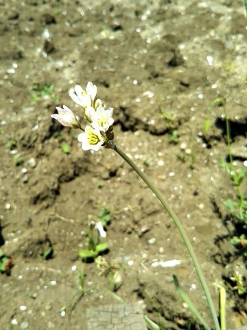 f:id:nonamed:20170505123311j:plain