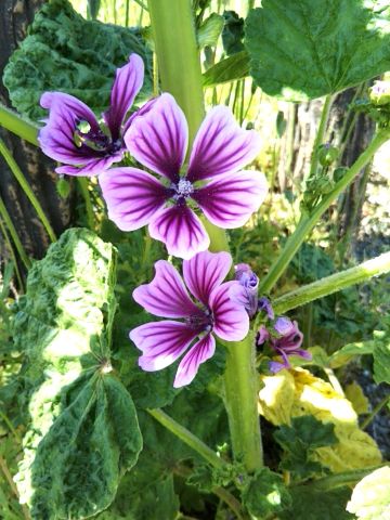 f:id:nonamed:20170505123548j:plain
