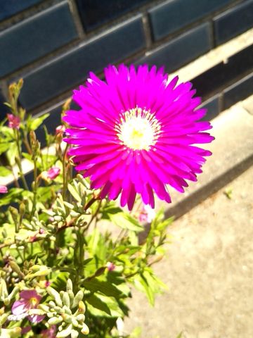 f:id:nonamed:20170506155005j:plain