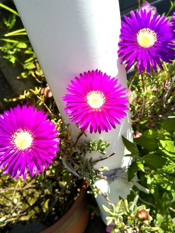 f:id:nonamed:20170506155014j:plain