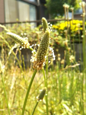 f:id:nonamed:20170515174224j:plain