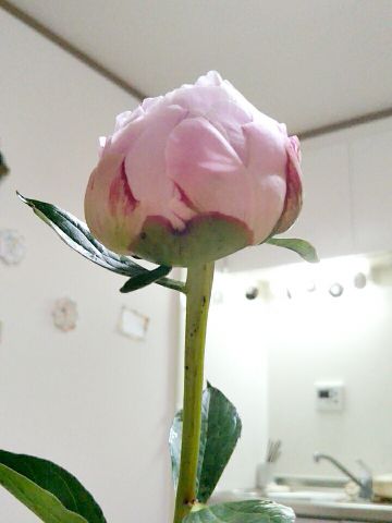 f:id:nonamed:20170601110240j:plain
