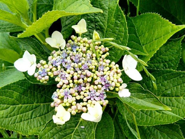 f:id:nonamed:20170606113356j:plain