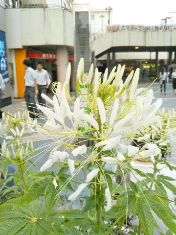 f:id:nonamed:20170628215829j:plain