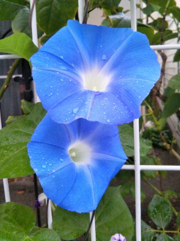 f:id:nonamed:20170811173040j:plain