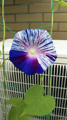 f:id:nonamed:20170812171023j:plain
