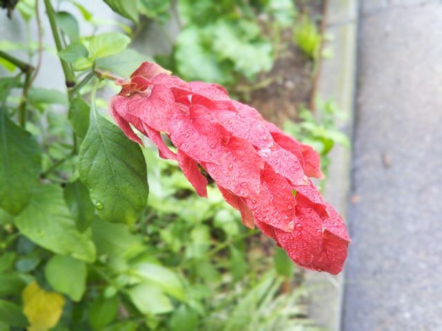 f:id:nonamed:20170907125851j:plain