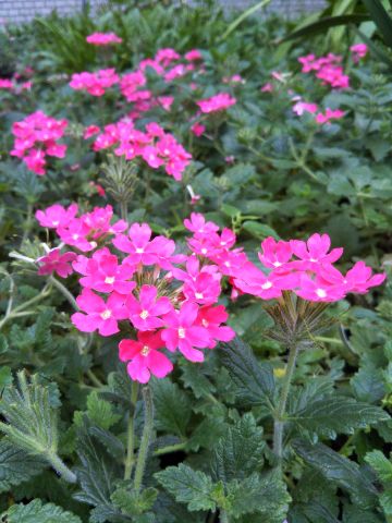 f:id:nonamed:20170907222731j:plain