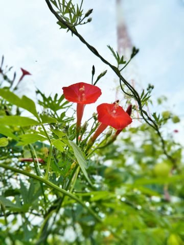 f:id:nonamed:20171001075415j:plain