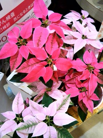 f:id:nonamed:20171015175421j:plain