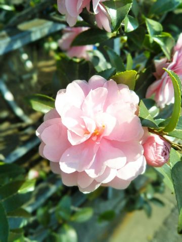 f:id:nonamed:20171107135233j:plain
