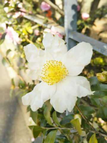 f:id:nonamed:20171107135244j:plain