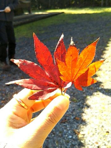 f:id:nonamed:20171113134355j:plain