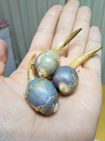 f:id:nonamed:20171207233244j:plain