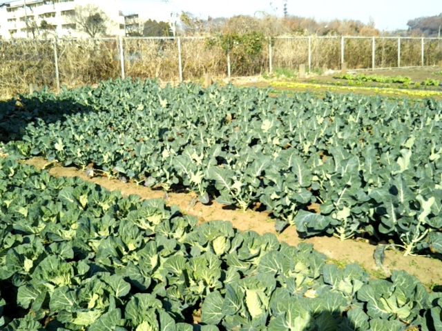 f:id:nonamed:20171216195313j:plain f:id:nonamed:20171216195313j:plain