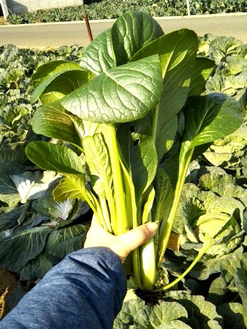 f:id:nonamed:20171216201825j:plain f:id:nonamed:20171216201825j:plain