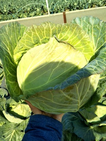 f:id:nonamed:20171216201923j:plain f:id:nonamed:20171216201923j:plain