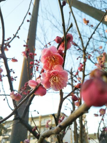 f:id:nonamed:20180214095646j:plain