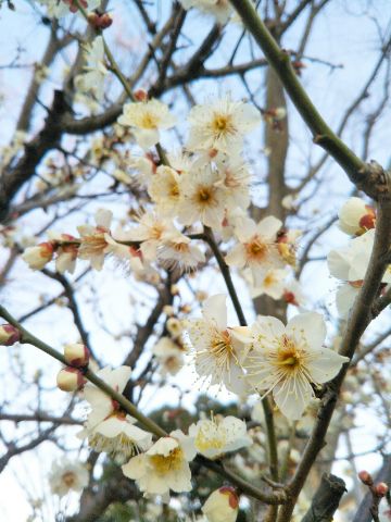 f:id:nonamed:20180214095943j:plain