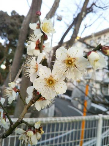 f:id:nonamed:20180214231308j:plain