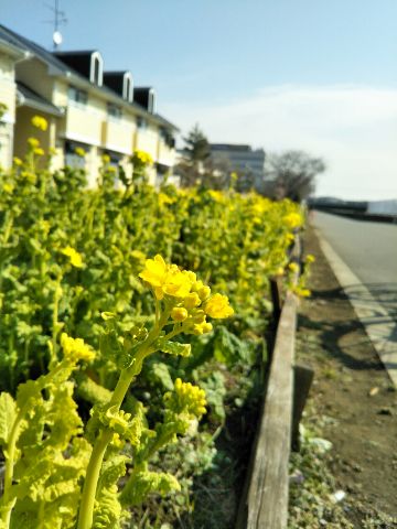 f:id:nonamed:20180216081159j:plain
