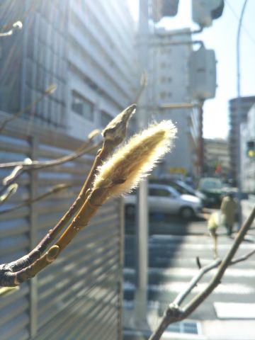 f:id:nonamed:20180301202037j:plain