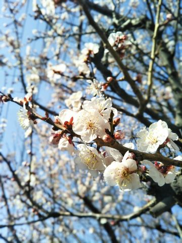 f:id:nonamed:20180303113922j:plain