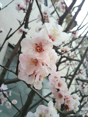 f:id:nonamed:20180305183626j:plain f:id:nonamed:20180305183626j:plain