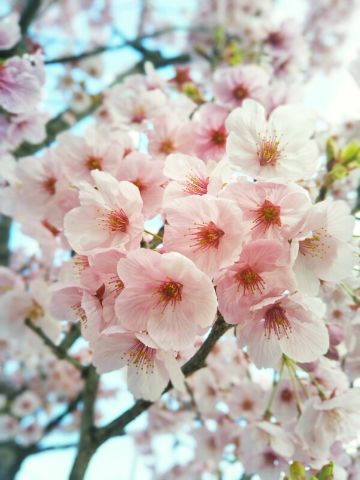 f:id:nonamed:20180323183920j:plain