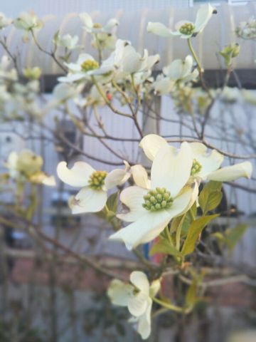 f:id:nonamed:20180411060139j:plain