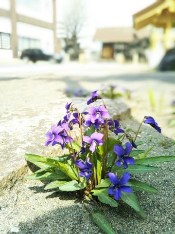 f:id:nonamed:20180415175627j:plain