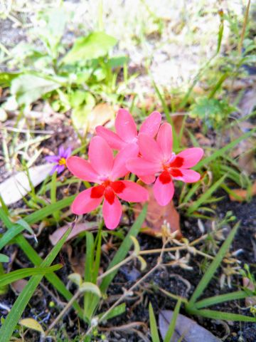 f:id:nonamed:20180511214857j:plain